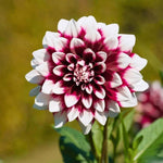 Flowerbulbs Amsterdam - 24x Dahlia Mystery Day, Grootbloemige Uitstraling