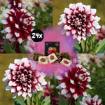 Flowerbulbs Amsterdam - 24x Dahlia Mystery Day, Grootbloemige Uitstraling