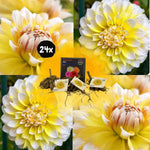 Flowerbulbs Amsterdam - 24x Dahlia Seattle, Grootbloemige Uitstraling