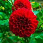 Flowerbulbs Amsterdam - 2x Luxe Box Large, set van 2x 6 Dutch dahlia's