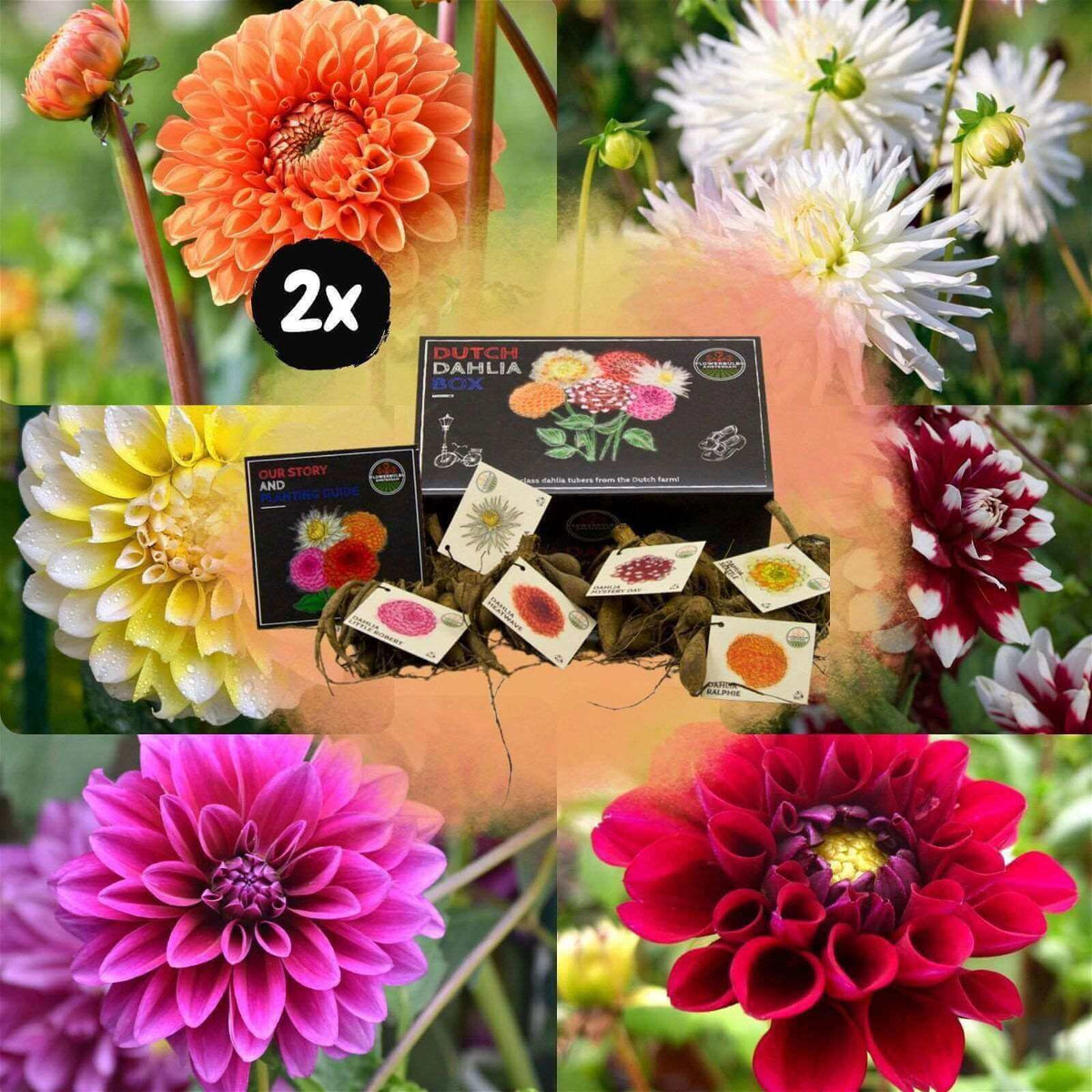 Flowerbulbs Amsterdam - 2x Luxe Box Large, set van 2x 6 Dutch dahlia's