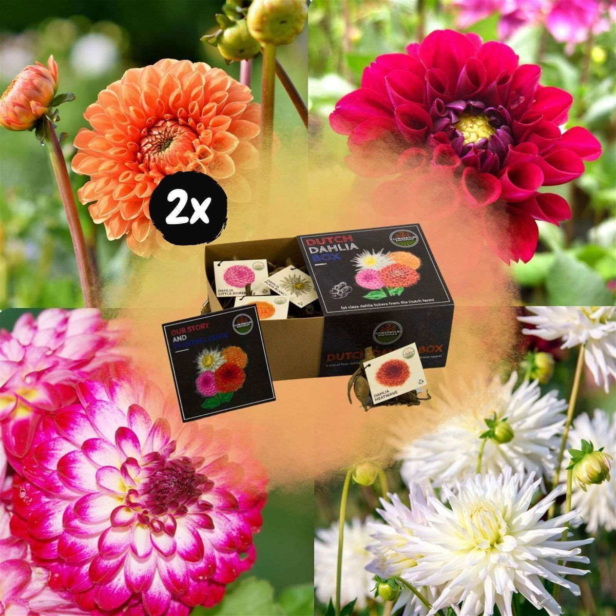 Flowerbulbs Amsterdam - 2x Luxe Box Medium, 2x set van 4 Dutch dahlia's