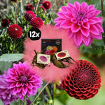 Flowerbulbs Amsterdam - Mix Gerard's darlings, Dahlia Natal & Dahlia Blue Bell, 12 stuks