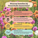 Flowerbulbs Amsterdam - Mix Gerard's darlings, Dahlia Natal & Dahlia Blue Bell, 24 stuks