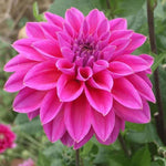 Flowerbulbs Amsterdam - Mix Gerard's darlings, Dahlia Natal & Dahlia Blue Bell, 24 stuks