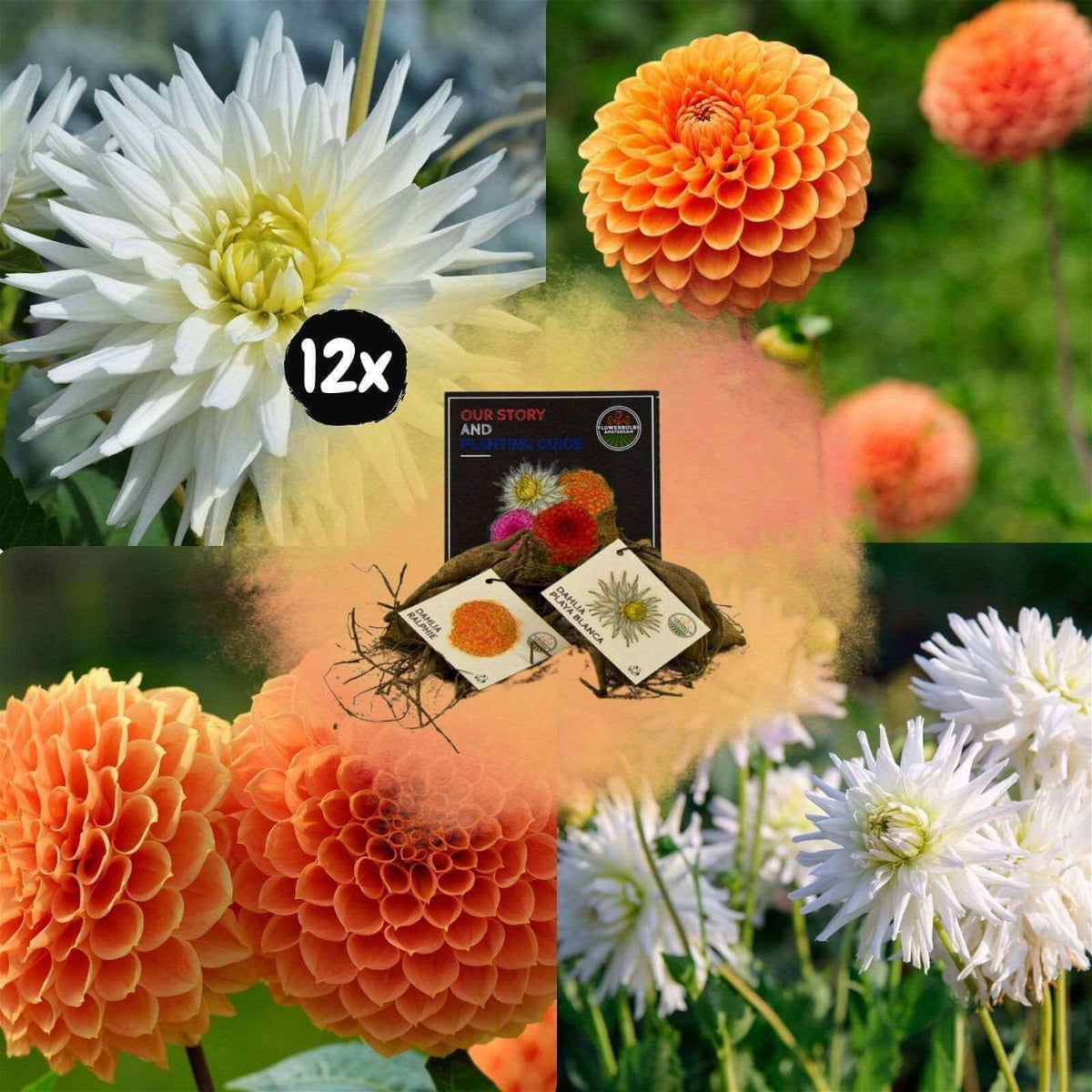 Flowerbulbs Amsterdam - Mix Orange Pride, Dahlia Playa Blanca & Dahlia Ralphie, 12 dahlia's