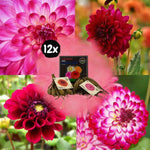 Flowerbulbs Amsterdam - Mix Outdoor Happiness, Dahlia Little Robert & Dahlia Heatwave, 12 stuks