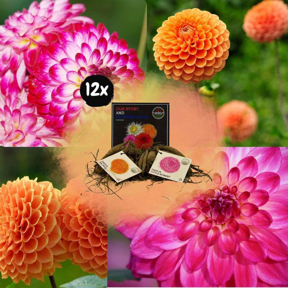 Flowerbulbs Amsterdam - Mix Pompon Splash, Dahlia Little Robert & Dahlia Ralphie, 12 stuks