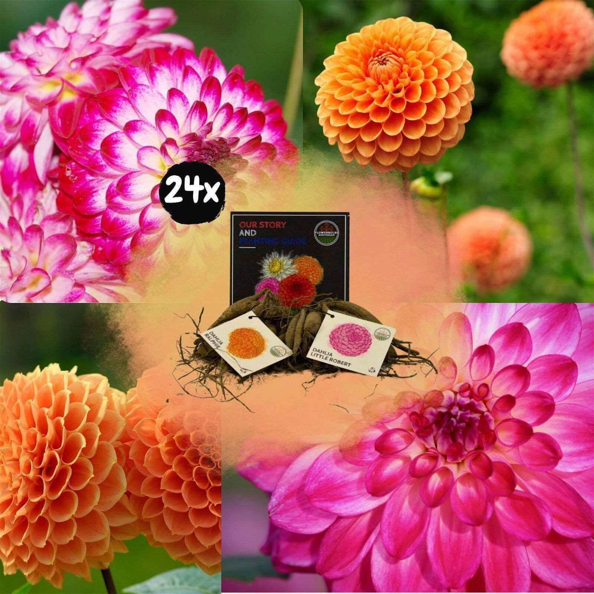 Flowerbulbs Amsterdam - Mix Pompon Splash, Dahlia Little Robert & Dahlia Ralphie, 24 stuks