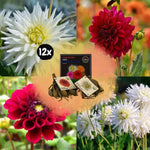 Flowerbulbs Amsterdam - Mix Romantic Beauties, Dahlia Playa Blanca & Dahlia Heatwave, 12 stuks