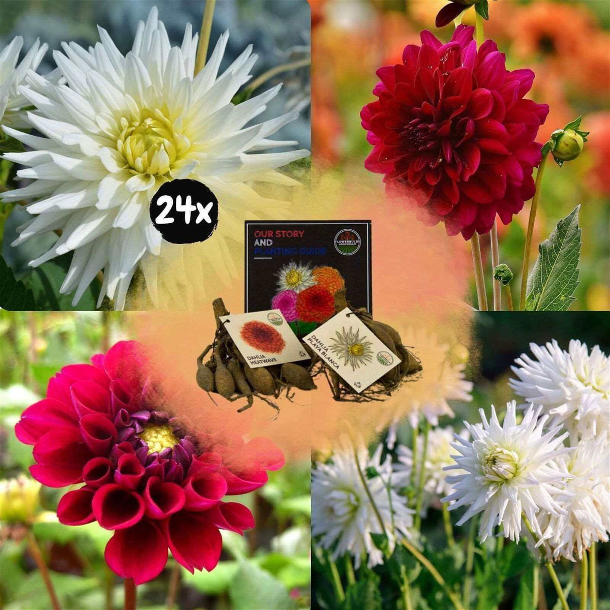 Flowerbulbs Amsterdam - Mix Romantic Beauties, Dahlia Playa Blanca & Dahlia Heatwave, 24 stuks