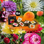 Flowerbulbs Amsterdam Super Mix - 2x pakket van 8 verschillende dahlia's, 16st in totaal