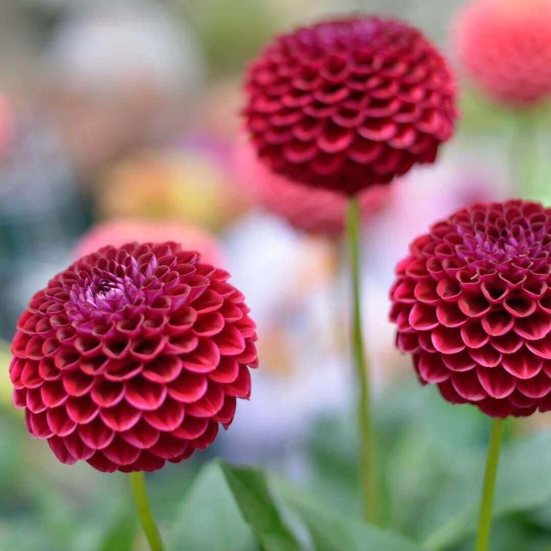 Flowerbulbs Amsterdam Super Mix - 2x pakket van 8 verschillende dahlia's, 16st in totaal