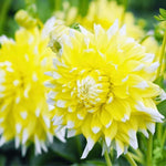 Flowerbulbs Amsterdam Super Mix - pakket van 8 verschillende dahlia's