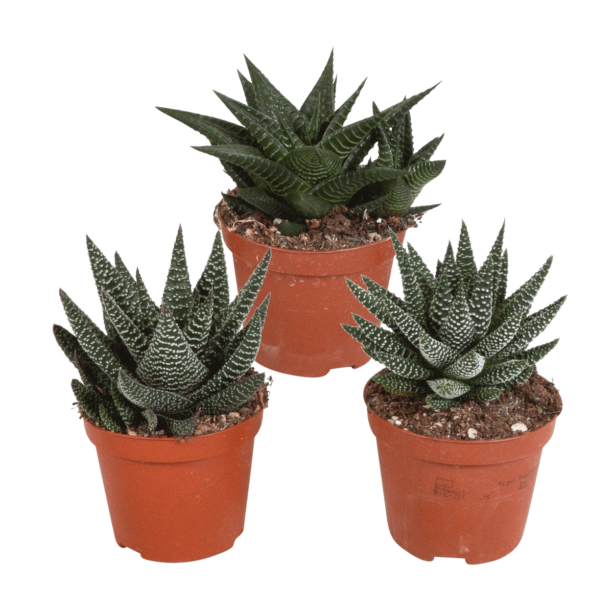 Gasteria/Haworthia mix 8,5cm - 3x - zonder pot