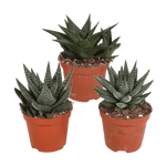 Gasteria/Haworthia mix 8,5cm - 3x - zonder pot