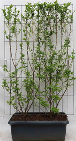 Halesia carolina - ↨180cm - 1 pcs