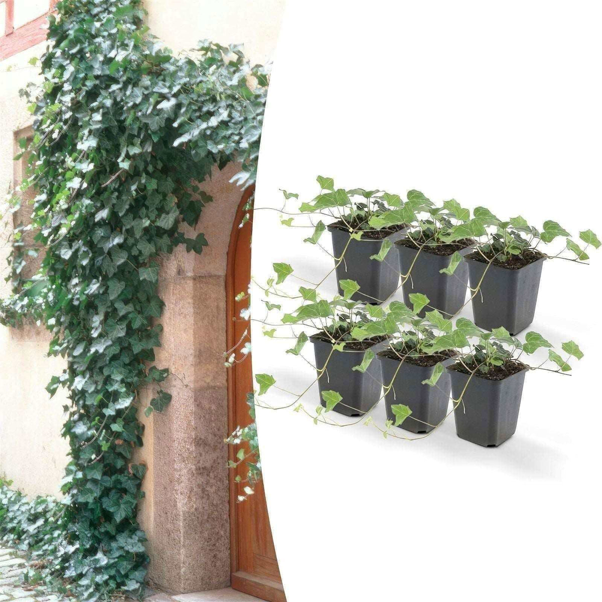 Hedera helix - ↕25cm - Ø9cm