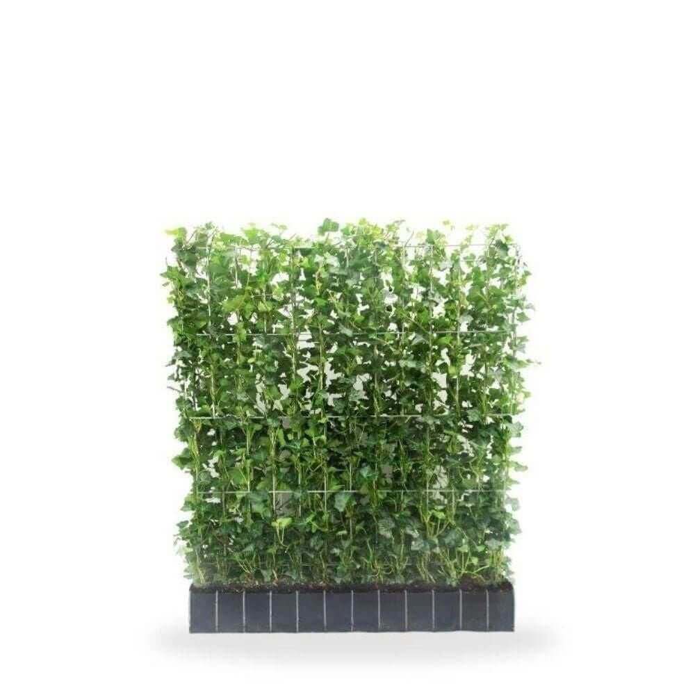 Hedera hibernica - ↨120cm - 1 pcs