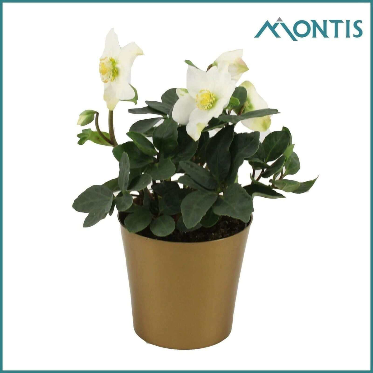 Helleborus Carol 12 Cm Golden Stars - Ø12cm - ↕24cm