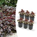 Heuchera mic. 'Palace Purple' - ↕25cm - Ø9cm