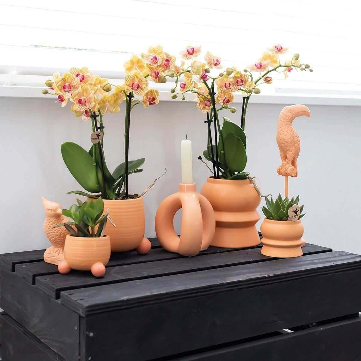 Kolibri Greens | Planten set - met 3 Succulenten mix - incl. keramieken sierpotten | potmaat Ø9cm