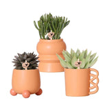 Kolibri Greens | Planten set - met 3 Succulenten mix - incl. keramieken sierpotten | potmaat Ø9cm