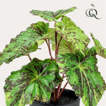 Kunstplant - Begonia Rex - Bladbegonia - 25 cm