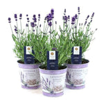 Lavandula Ang. 'Felice'® Collection P12 In Zinc Lavender - Ø14cm - ↕30cm