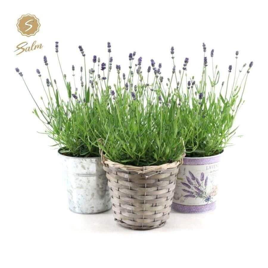 Lavandula Ang. 'Felice'® Collection P15 In Added Value Mix - Ø15cm - ↕35cm