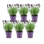 Lavandula stoechas Anouk® - 12 cm pot - Set van 6 kuiflavendel