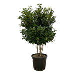 Ligustrum Texano - 160 cm - Ø40cm