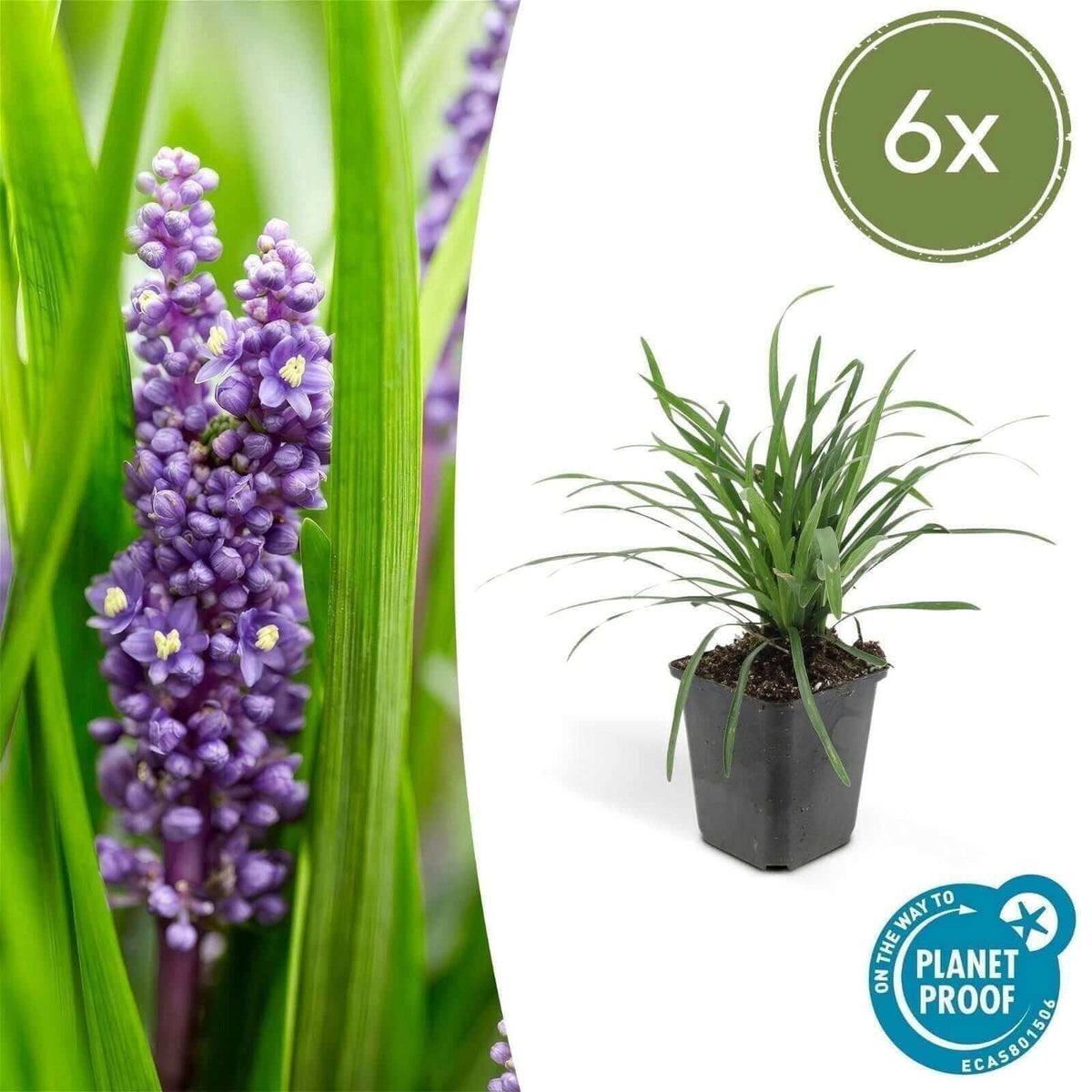 Liriope muscari 'Big Blue' - ↕10-25cm - Ø9cm - 6x