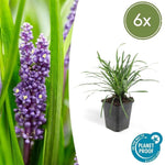 Liriope muscari 'Big Blue' - ↕10-25cm - Ø9cm - 6x