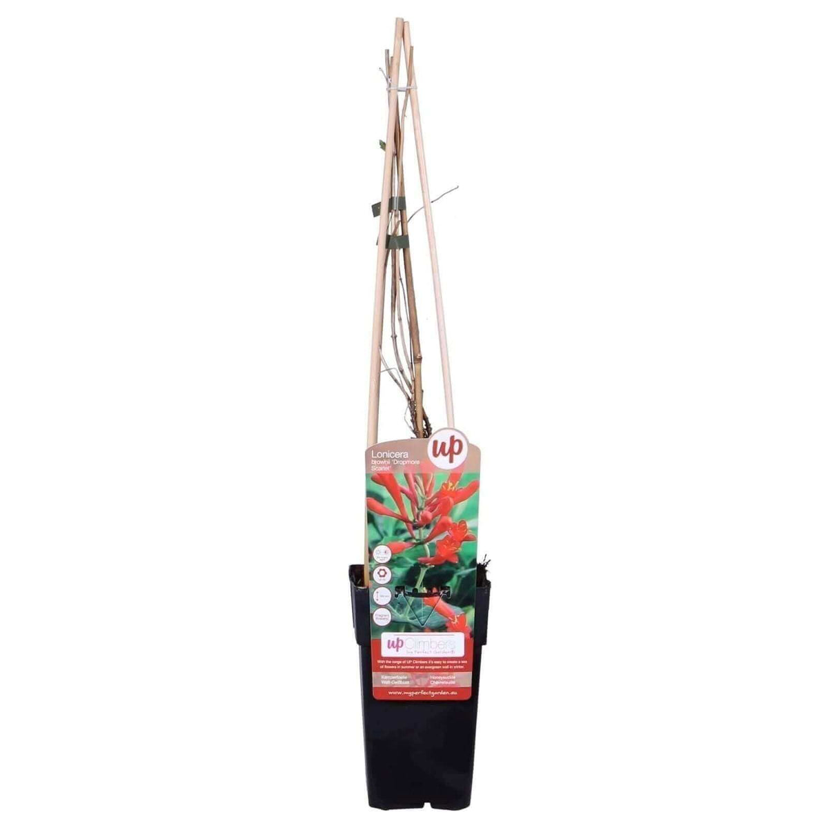 Lonicera brownii 'Dropmore Scarlet' - ↨65cm - Ø15