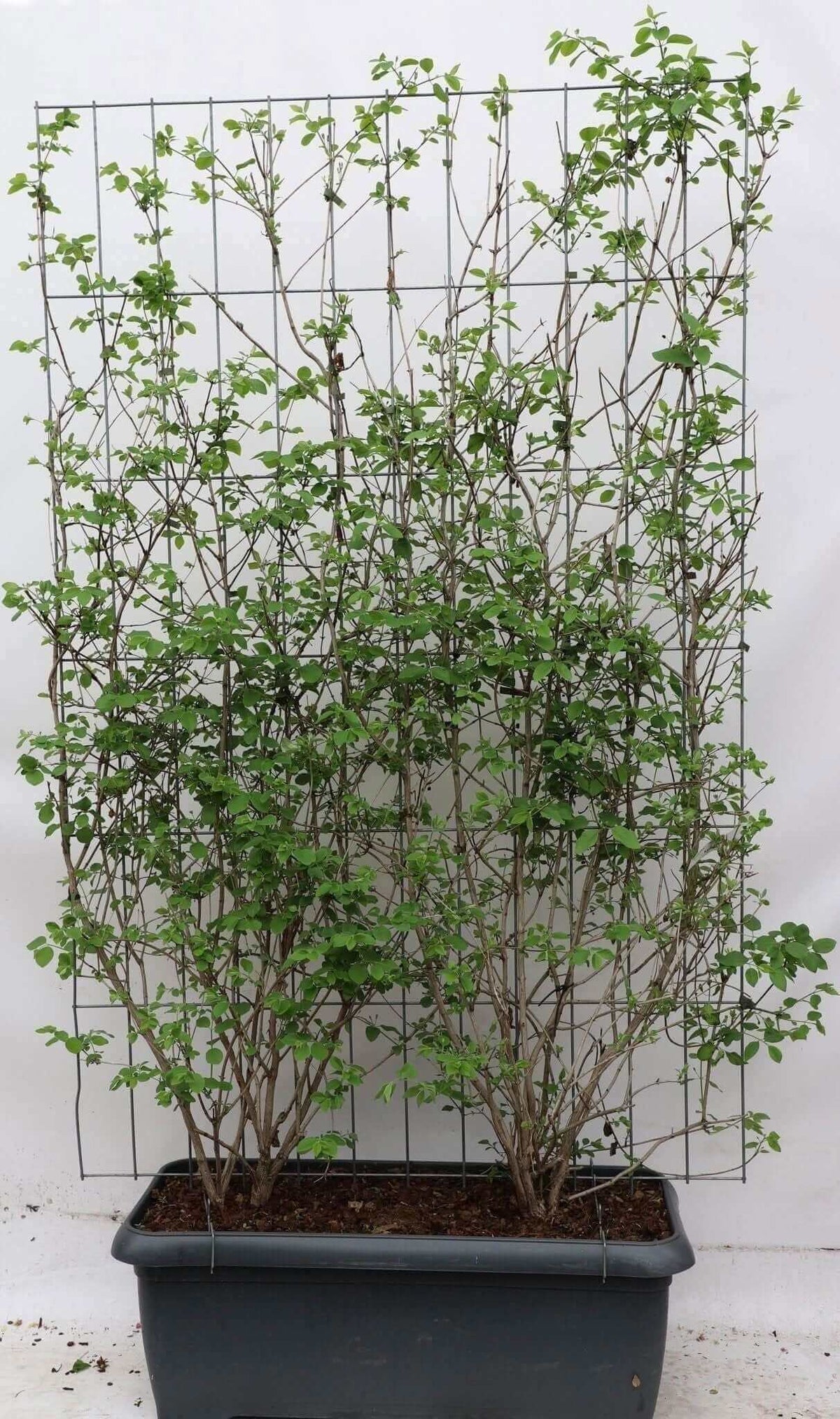 Lonicera xylosteum - ↨180cm - 1 pcs