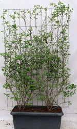 Lonicera xylosteum - ↨180cm - 1 pcs