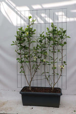 Magnolia 'Solar Flair' - ↨180cm - 1 pcs