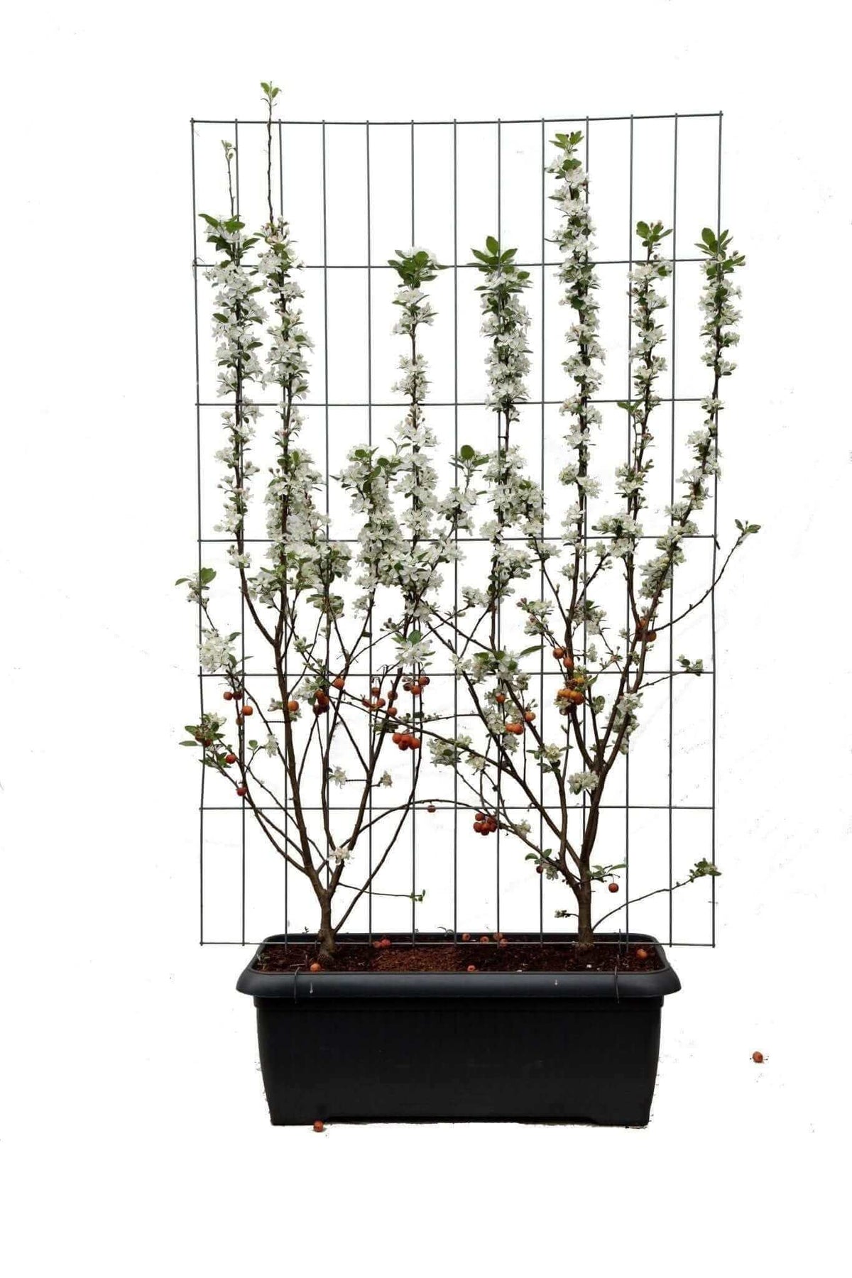 Malus 'Evereste' - ↨180cm - 1 pcs