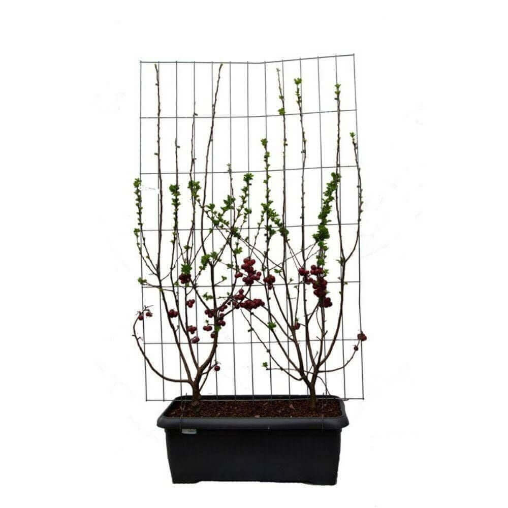 Malus 'Red Sentinel' - ↨180cm - 1 pcs