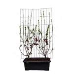 Malus 'Red Sentinel' - ↨180cm - 1 pcs