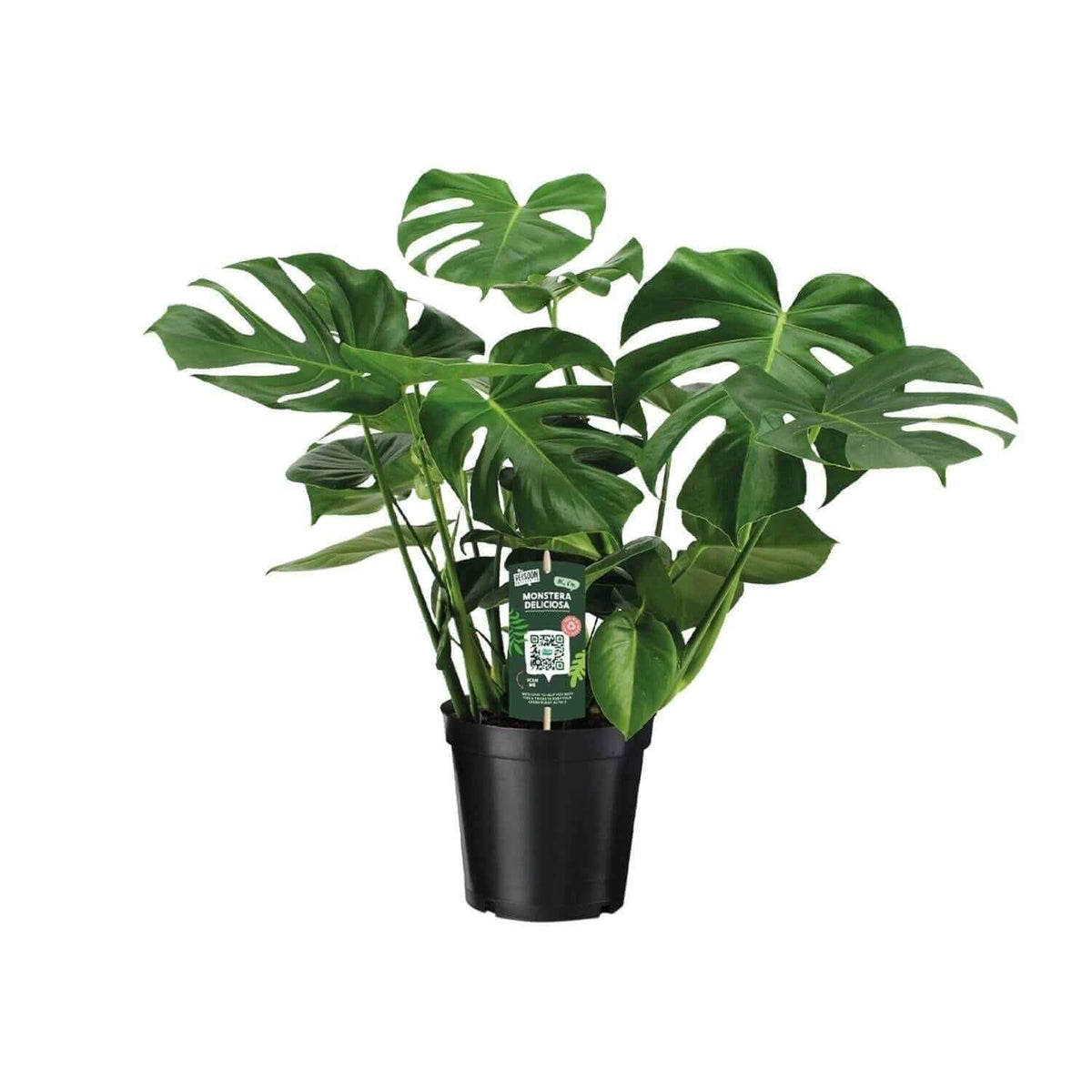 Monstera Deliciosa - Gatenplant - 65cm - Ø21 - Ø21 - 65cm