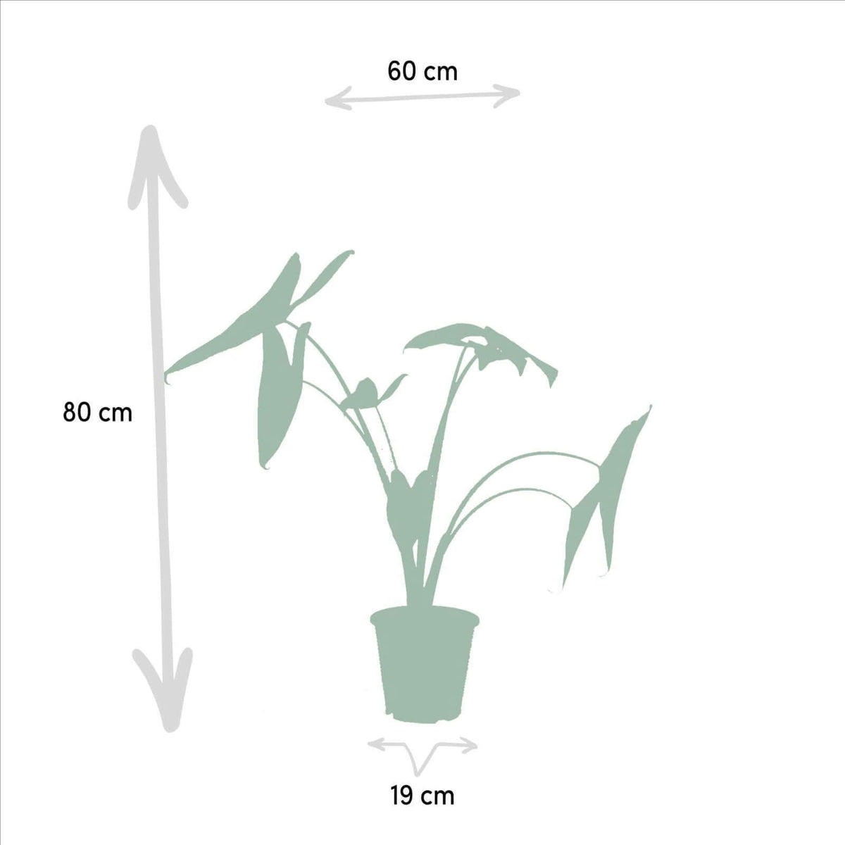 Monstera Deliciosa - Ø21cm - ↕75cm + Alocasia Zebrina - Ø19cm - ↕75cm + Strelitzia Nicolai - Ø19cm - ↕85cm + Musa Dwarf Cavendish - Ø21cm - ↕85cm