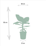 Monstera Deliciosa - Ø21cm - ↕75cm + Alocasia Zebrina - Ø19cm - ↕75cm + Strelitzia Nicolai - Ø19cm - ↕85cm + Musa Dwarf Cavendish - Ø21cm - ↕85cm