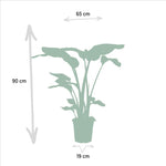 Monstera Deliciosa - Ø21cm - ↕75cm + Alocasia Zebrina - Ø19cm - ↕75cm + Strelitzia Nicolai - Ø19cm - ↕85cm + Musa Dwarf Cavendish - Ø21cm - ↕85cm