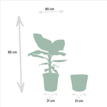 Monstera Deliciosa - Ø21cm - ↕75cm + Musa Dwarf Cavendish - Ø21cm - ↕90cm + Mand Igmar