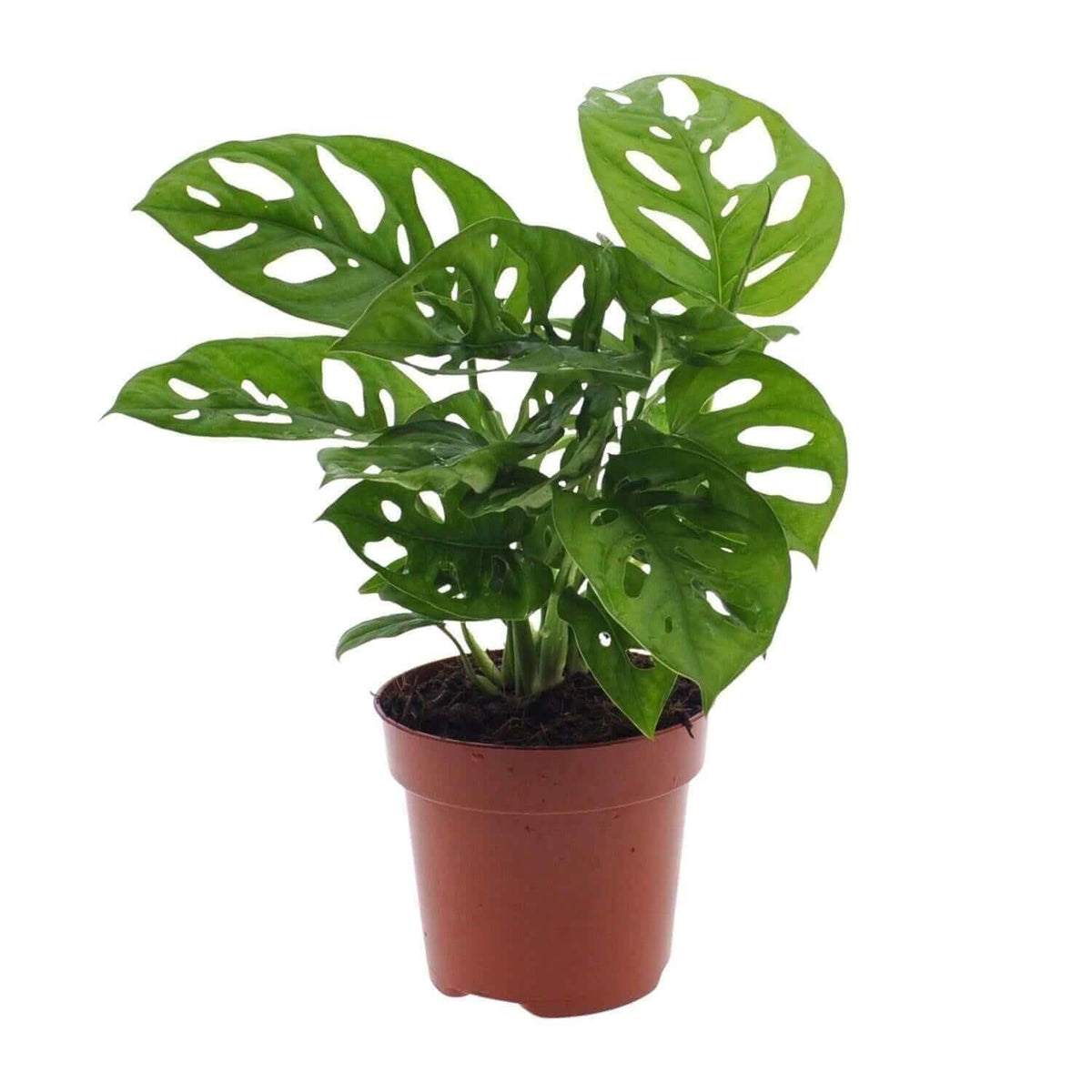 Monstera Monkey Leaf (Gatenplant) - Ø12cm - ↕30cm