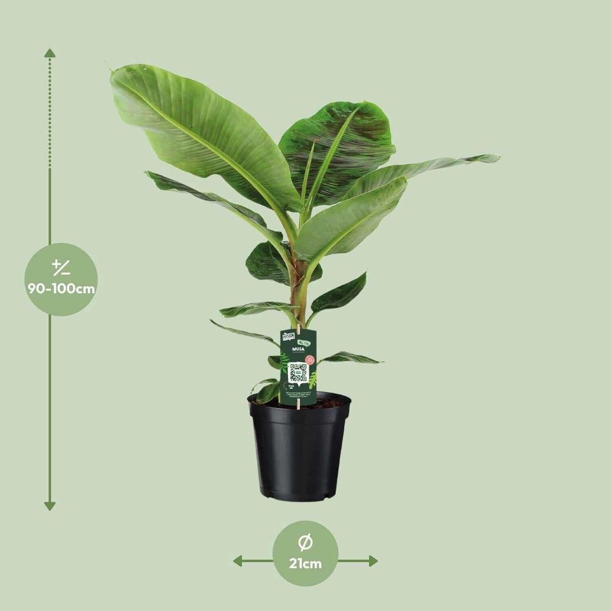 Musa Dwarf Cavendish kamerplant in pot met groene bladeren, 21cm breed en 90-100cm hoog.