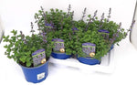 Nepeta Purrsian Blue T17 - 1 stuk - Ø17cm - ↕40cm