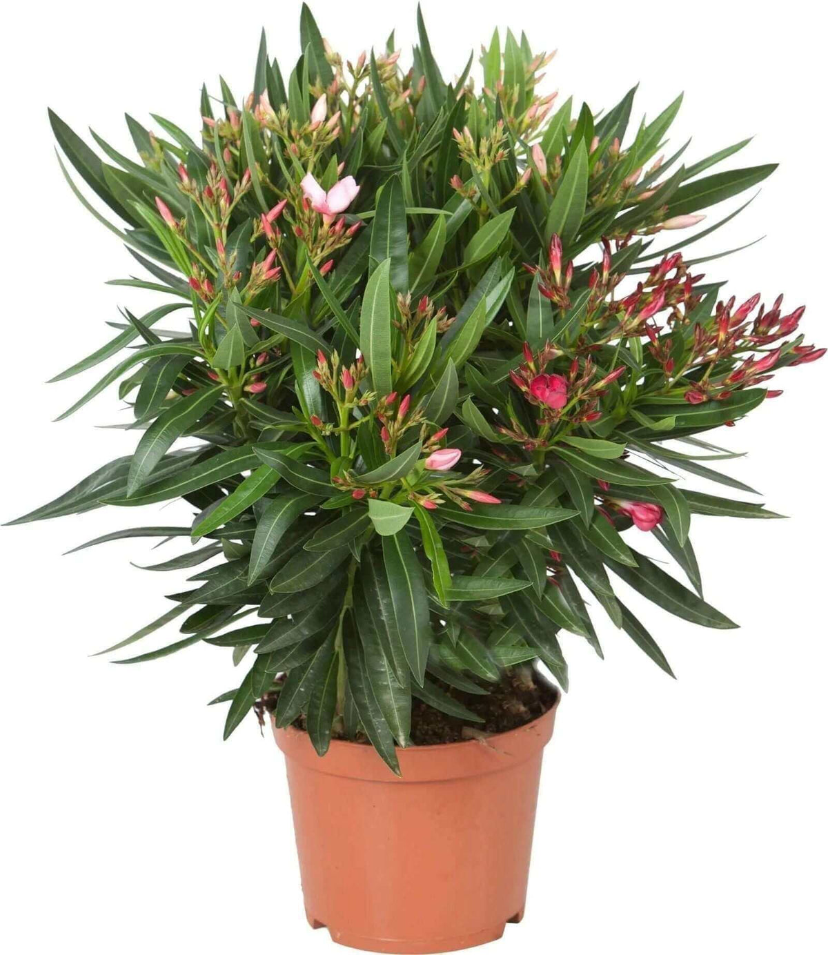 Nerium oleander rode bloemen.